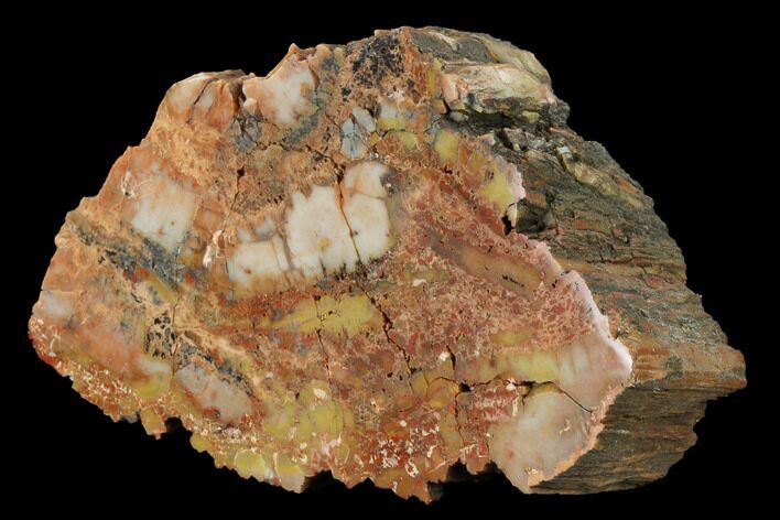 Polished, Petrified Wood (Araucarioxylon) - Arizona #165991